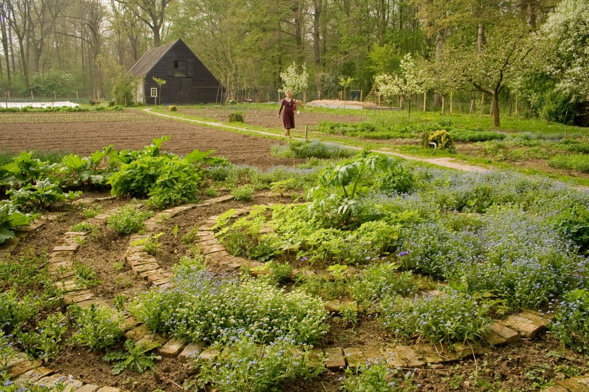 Openingsfoto - Aandelen in groente NW